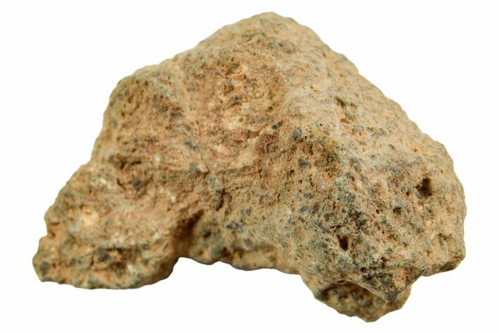 Howardite Meteorite ( g) - Bechar #348424